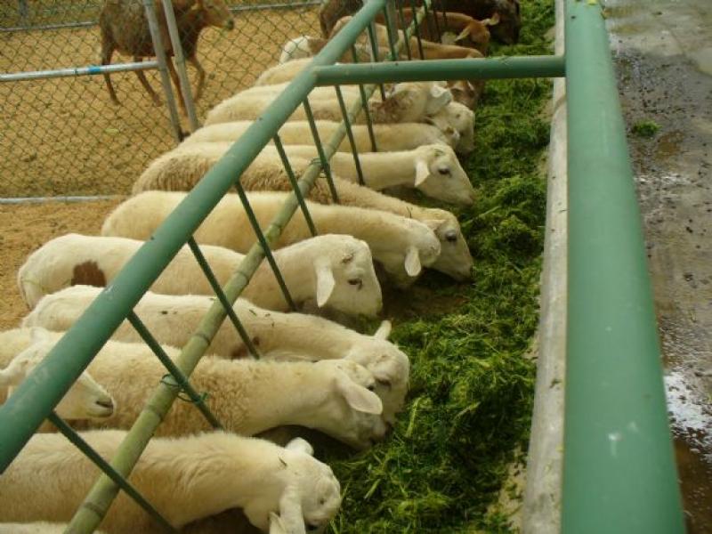 CAPACITARÁN A GANADEROS SOBRE CRIANZA DE OVINOS CON ALFALFA DORMANTE