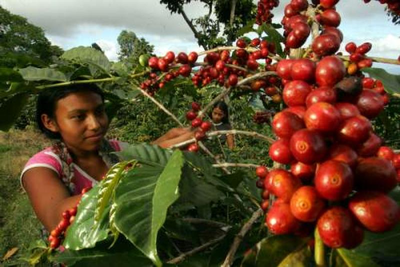 CAPITALES CHILENOS INGRESAN A LA AGRICULTURA COLOMBIANA 