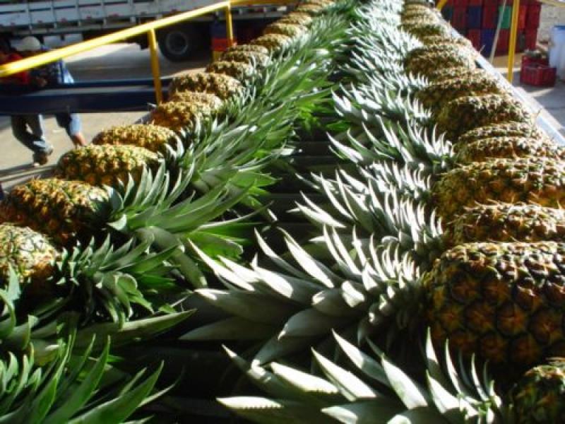 CENTROAMÉRICA ES EL NOVENO EXPORTADOR MUNDIAL DE FRUTA