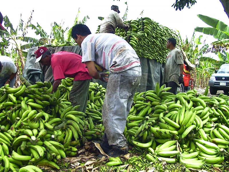 CEPIBO AUMENTARÍA RENDIMIENTO DE BANANO EN 50%