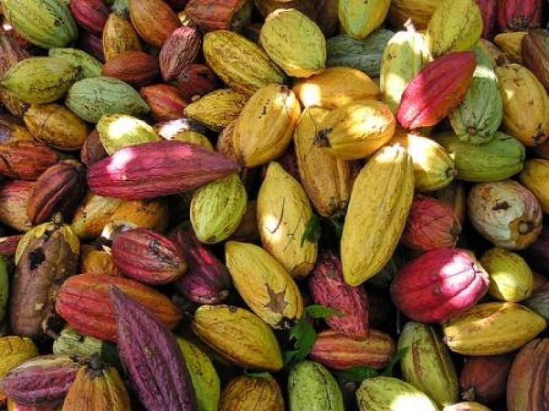 CEPICAFÉ EXPORTARÍA 500 TM DE CACAO NATIVO CRIOLLO ESTE AÑO