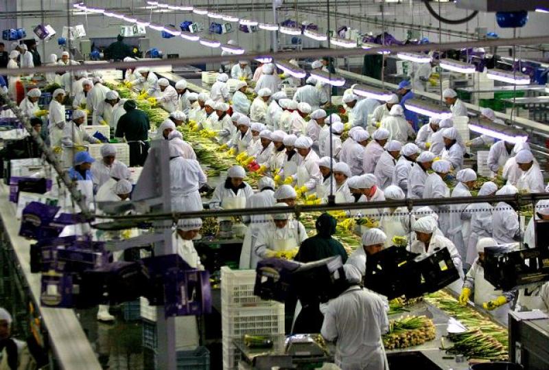 CERCA DE 55 MIL TRABAJADORES DEL SECTOR AGRARARIO TRADICIONAL SE QUEDARON SIN EMPLEO EL 2015