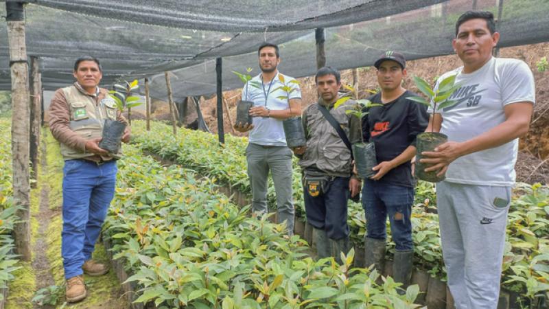 Cerca de un S/ 1 millón se invertirá en la ejecución del tercer año del proyecto de paltos en Huánuco