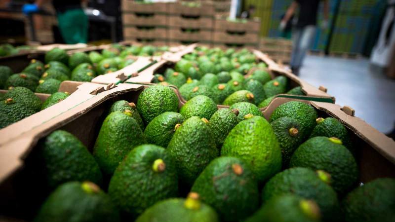 Chile le abre las puertas a la palta Hass colombiana