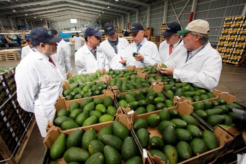 CHILE: MÁS DE 10 MIL HECTÁREAS DE PALTA PERDIDAS POR FALTA DE AGUA