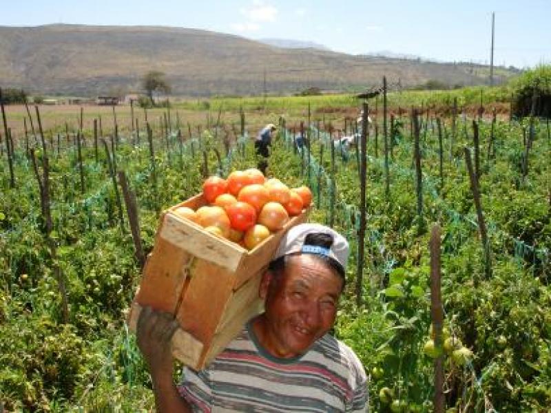 CHILE: SECTOR AGRÍCOLA ADVIERTE MENORES INGRESOS POR US$ 400 MILLONES