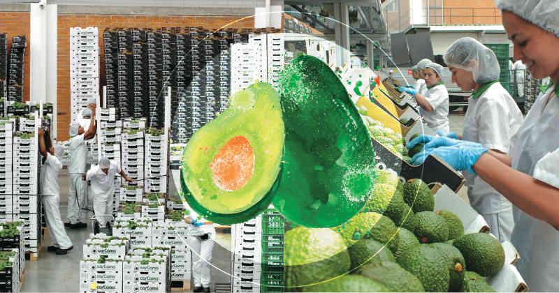 China: crece el consumo de aguacates chilenos