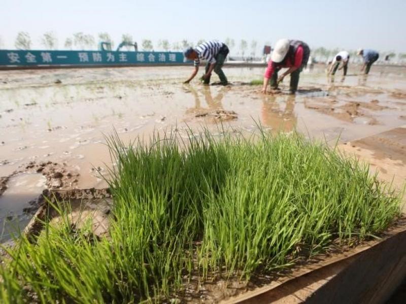 China: desarrollan arroz que se puede regar con agua de mar y alimentar potencialmente a 200 millones de personas