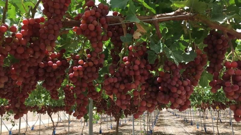 China igualará a Perú en exportaciones de uva de mesa en la campaña 2025/26