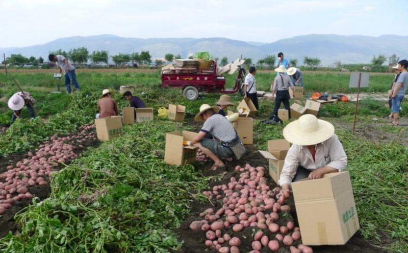 China producirá 99 millones de toneladas de papa en la campaña 2020-21