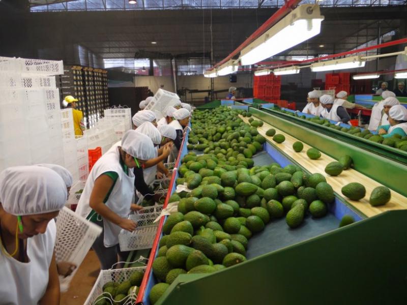 CHINA TIENE POTENCIAL PARA CONVERTIRSE EN UN ENORME MERCADO PARA EL AGUACATE