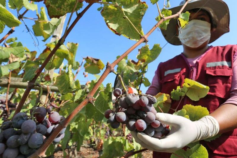 Cofide asignó más de S/10 millones en garantías en nueva subasta del FAE Agro