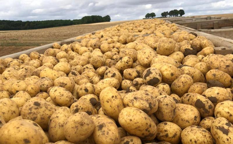 Colapso histórico en la producción de papa en Francia debido a episodios de sequía y calor extremo