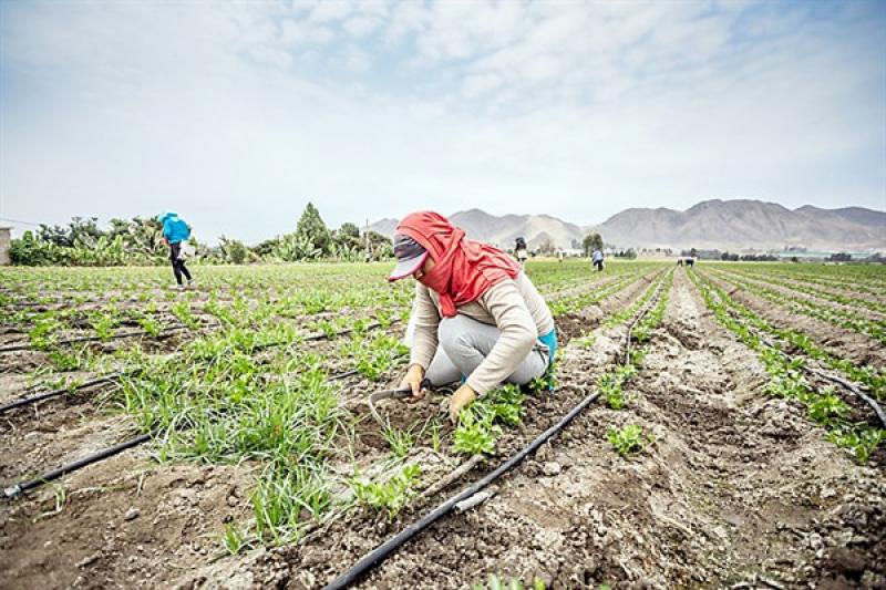 Colocan más de S/ 54 millones a tasas promedio de 12.96%