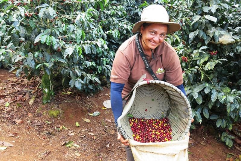 COLOMBIA: 25% DE LA PRODUCCIÓN CAFETERA ESTÁ EN MANOS DE MUJERES