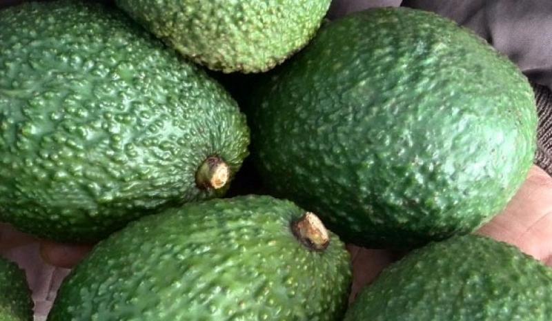 Colombia exportaría entre 140 mil y 150 mil toneladas de palta Hass en 2023