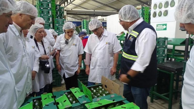 Colombia exportó 102.376 toneladas de palta Hass de enero a septiembre de 2024, registrando un aumento de 15.77%