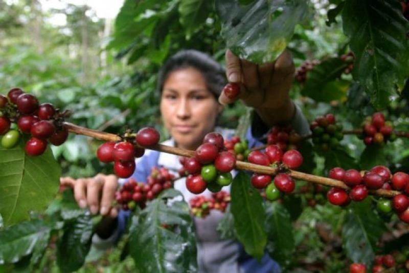 COLOMBIA PRODUJO EN MARZO 944 MIL SACOS DE CAFÉ