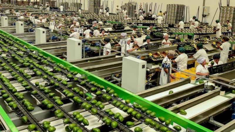 Colombia se perfila como “peligroso” competidor del Perú en la exportación de paltas