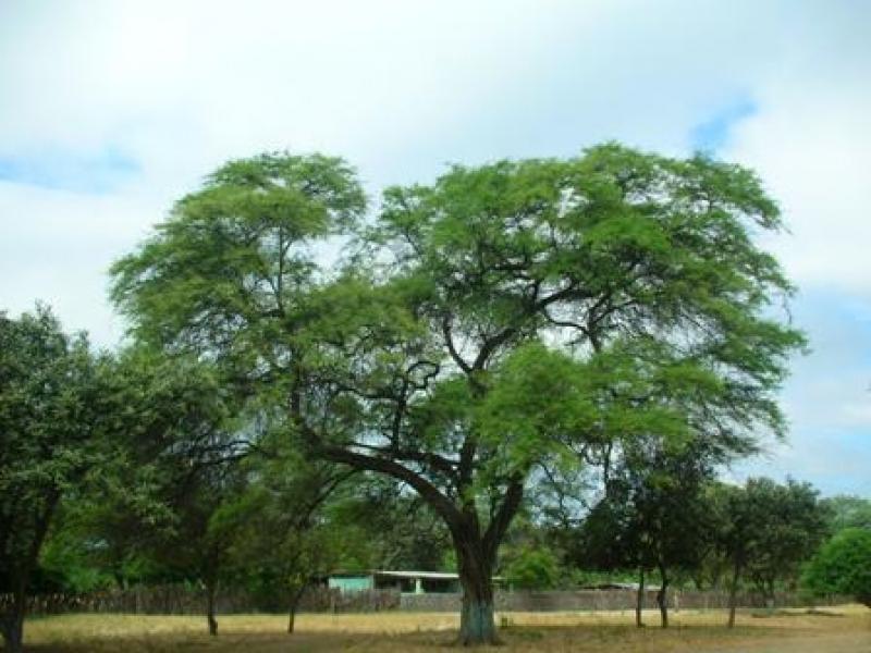 COMENZÓ EL REGISTRO DEL INVENTARIO NACIONAL FORESTAL 