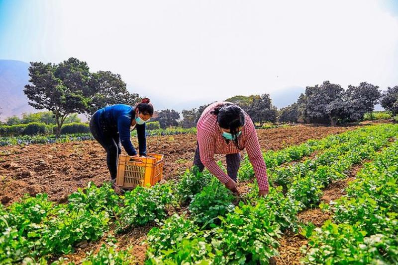 Comité de expertos asesora al Midagri para que la urea llegue al país en la quincena de agosto