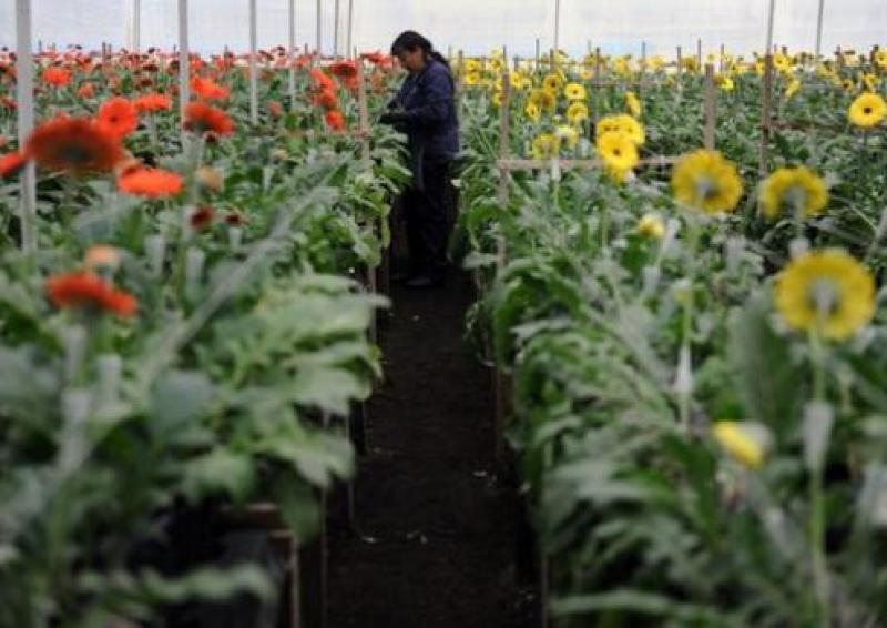 COMITÉ DE FLORES DE ADEX ORGANIZA MISIÓN COMERCIAL A HOLANDA