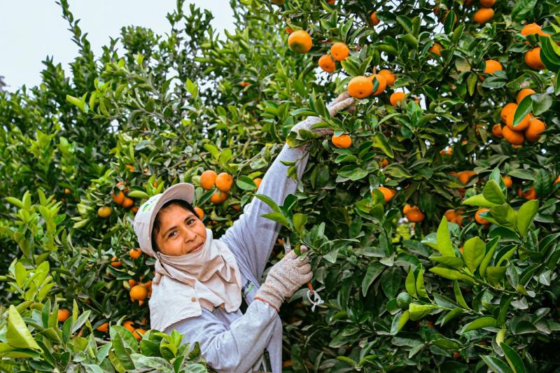 ¿Cómo acceder a los Incentivos de Planes de Negocios de Agroideas?