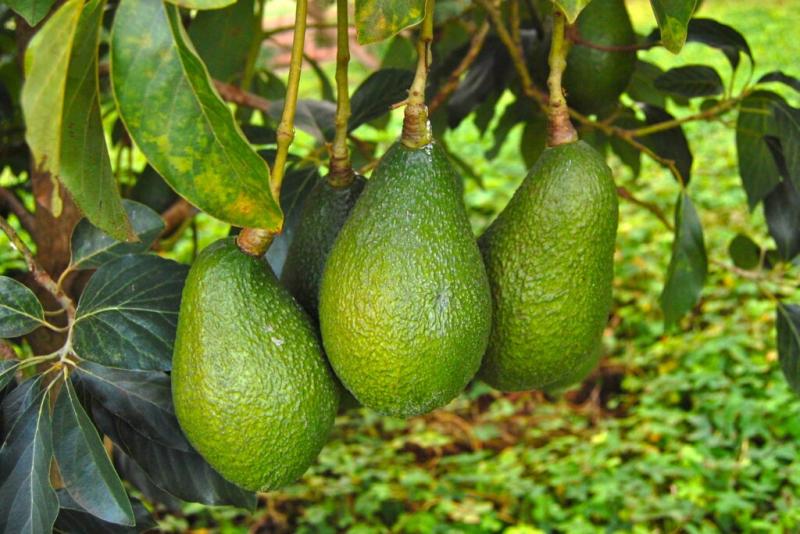 ¿Cómo estará el calibre de la palta peruana?