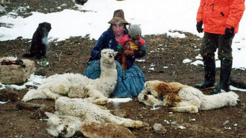 ¿CÓMO PROTEGER EL GANADO ANTE CONDICIONES CLIMÁTICAS EXTREMAS EN LA SIERRA?  