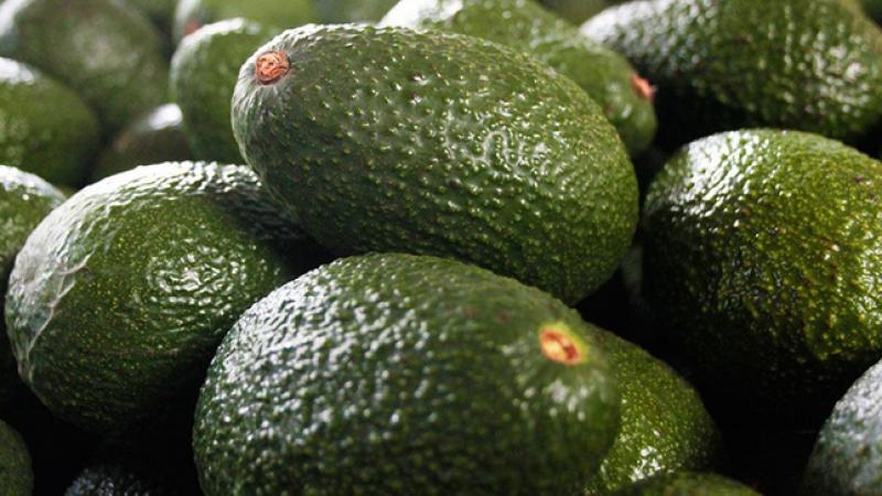 Complejo Agroindustrial Beta exportó 8.000 toneladas de palta en la campaña 2020