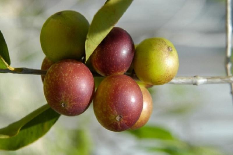 Comunidades amazónicas conservan bosques aprovechando sosteniblemente el camu camu