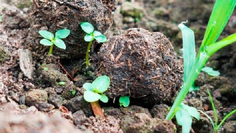 Con "bolitas reforestadoras" buscan recuperar las áreas afectadas por incendios forestales