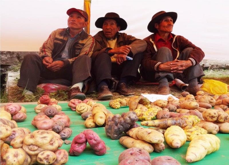 CON ÉXITO SE REALIZÓ LA FIESTA DE LA SEMILLA MURU RAYMI EN HUÁNUCO