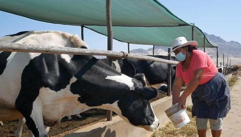 Congreso aprobó Ley de promoción de la cadena productiva ganadera lechera