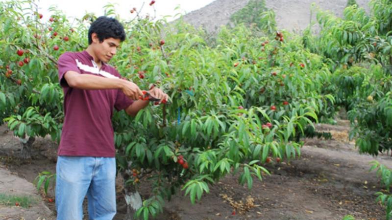 Congreso aprueba dictamen para crear el Secigra agrario