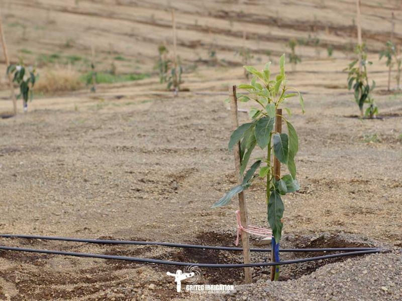 Conoce 4 factores claves en el manejo del riego en la planta de palta