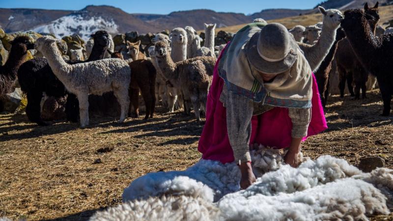 Conoce las 14 normas técnicas que impulsan la competitividad de la fibra de alpaca peruana