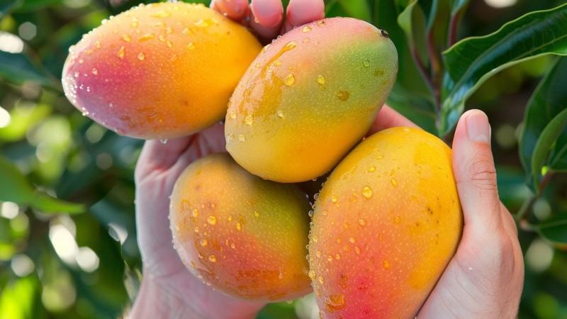 Conozcan a los ganadores de los Premios 2027 del Mango