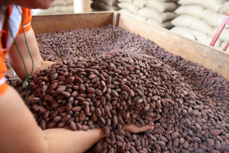 CONSTRUIRÁN PLANTA DE CACAO EN CURIMANÁ