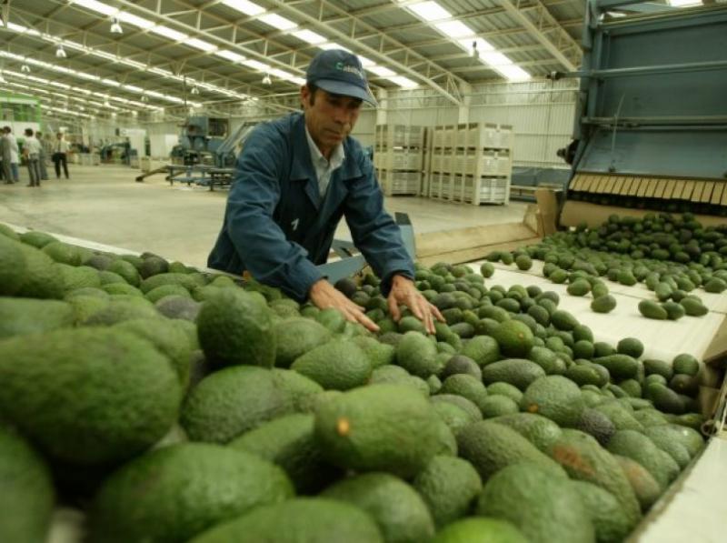 Consumo de palta en el mercado estadounidense crecería 50% en una década