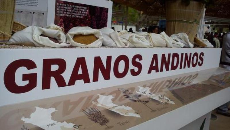 CONSUMO PER CÁPITA DE GRANOS ANDINOS SE TRIPLICARÍA A PARTIR DE 2021