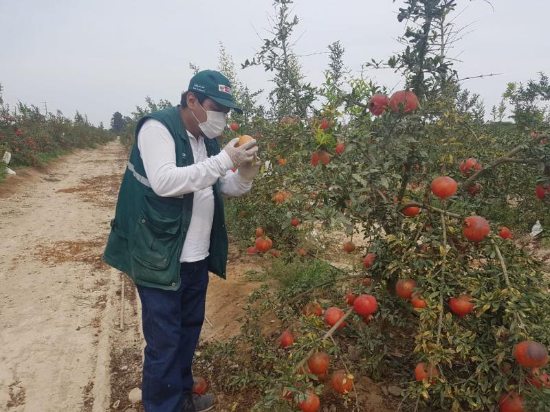 Control de mosca de la fruta contribuyó en la producción y abastecimiento de frutos sanos