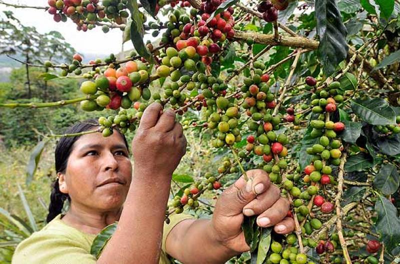 COOPERATIVA CAFETALERA ALTO PALOMAR PRODUCIRÍA 4.500 QUINTALES ESTE AÑO
