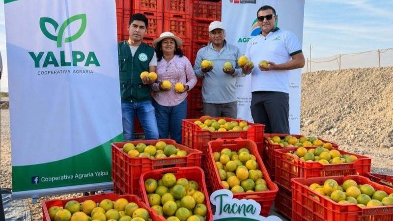 Cooperativa tacneña colocará hasta 20 Tm de naranja en mercados mayoristas de Lima