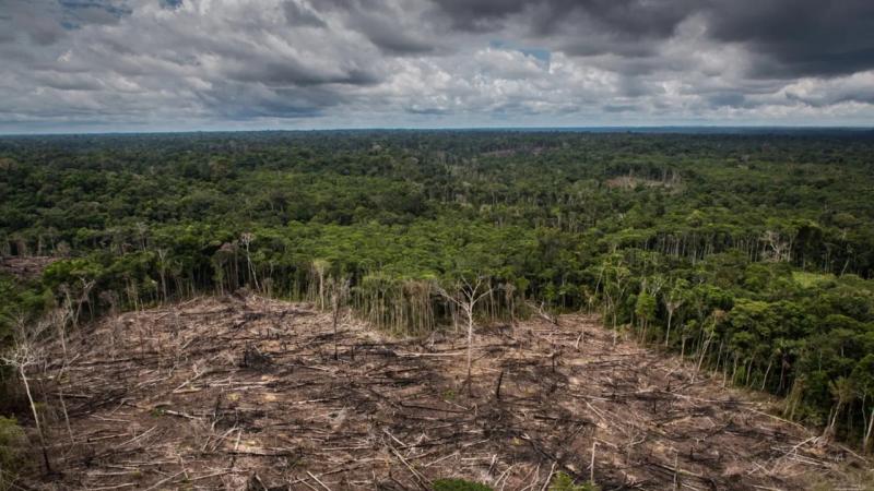 COP28 y Ley Forestal: autogol peruano