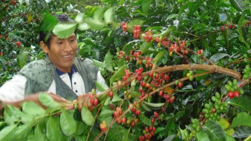 Cosecha de café peruano alcanzaría los 7 millones de quintales este año