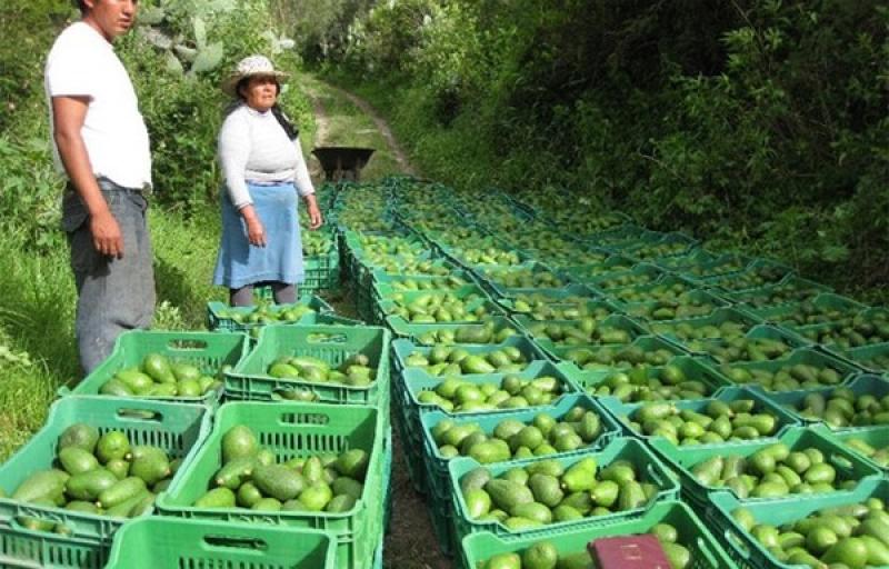 COSECHA DE PALTA EN PERÚ SE ATRASÓ UN MES