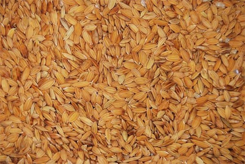 COSECHARÍAN 800 MIL TONELADAS DE ARROZ CÁSCARA EN CAMPAÑA CHICA