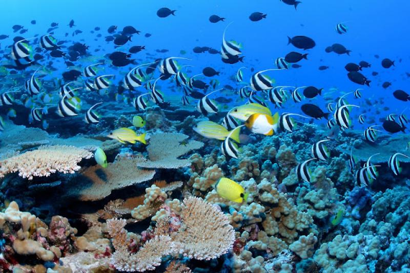 CREAN COMISIÓN MULTISECTORIAL DE GESTIÓN AMBIENTAL DEL MEDIO MARINO-COSTERO