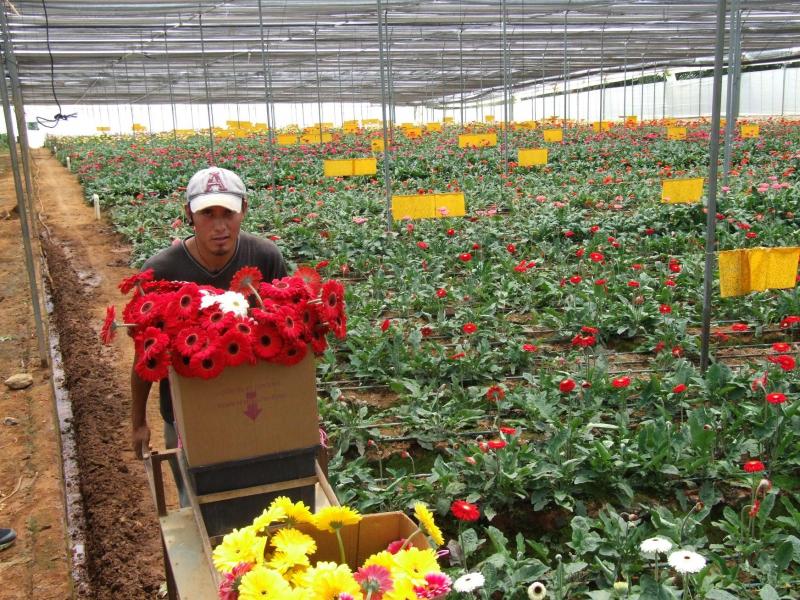 Crean Grupo de Trabajo Multisectorial, encargado de elaborar el “Plan Nacional de Desarrollo de la Cadena de Flores”